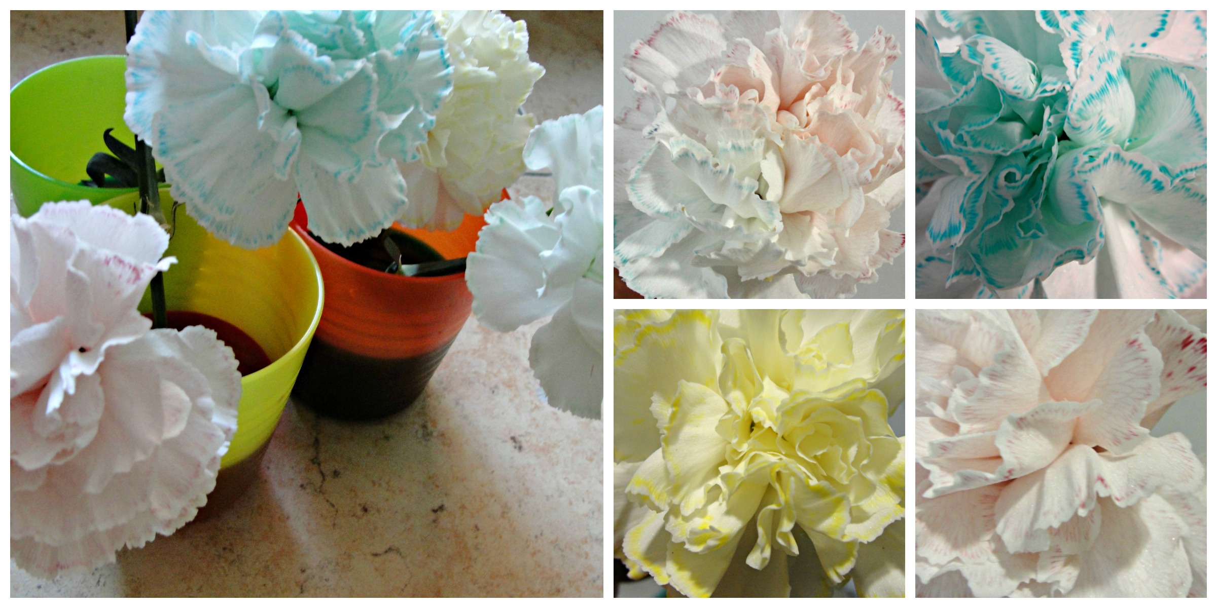 Claveles tres horas después