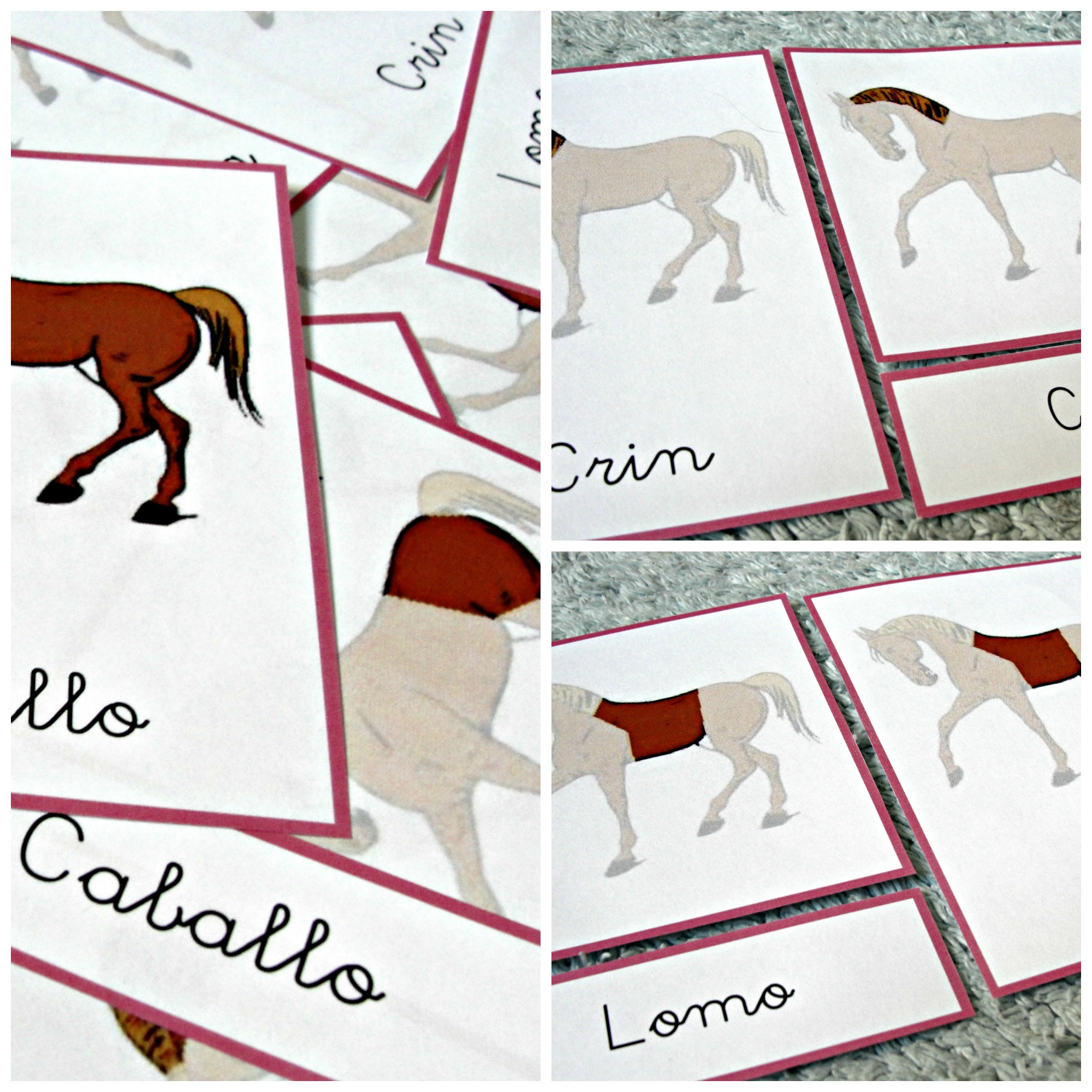 Partes del caballo