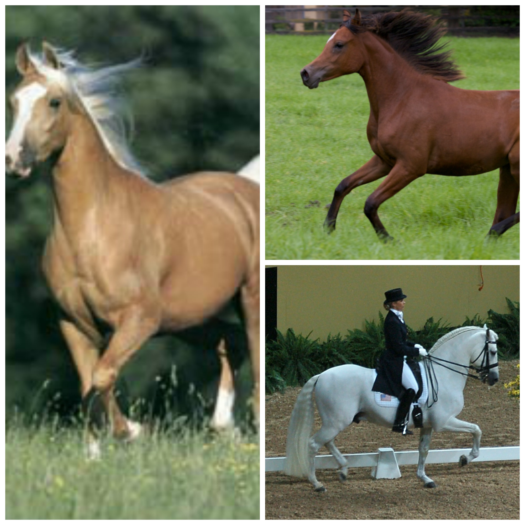 PicMonkey Collage 3.jpg