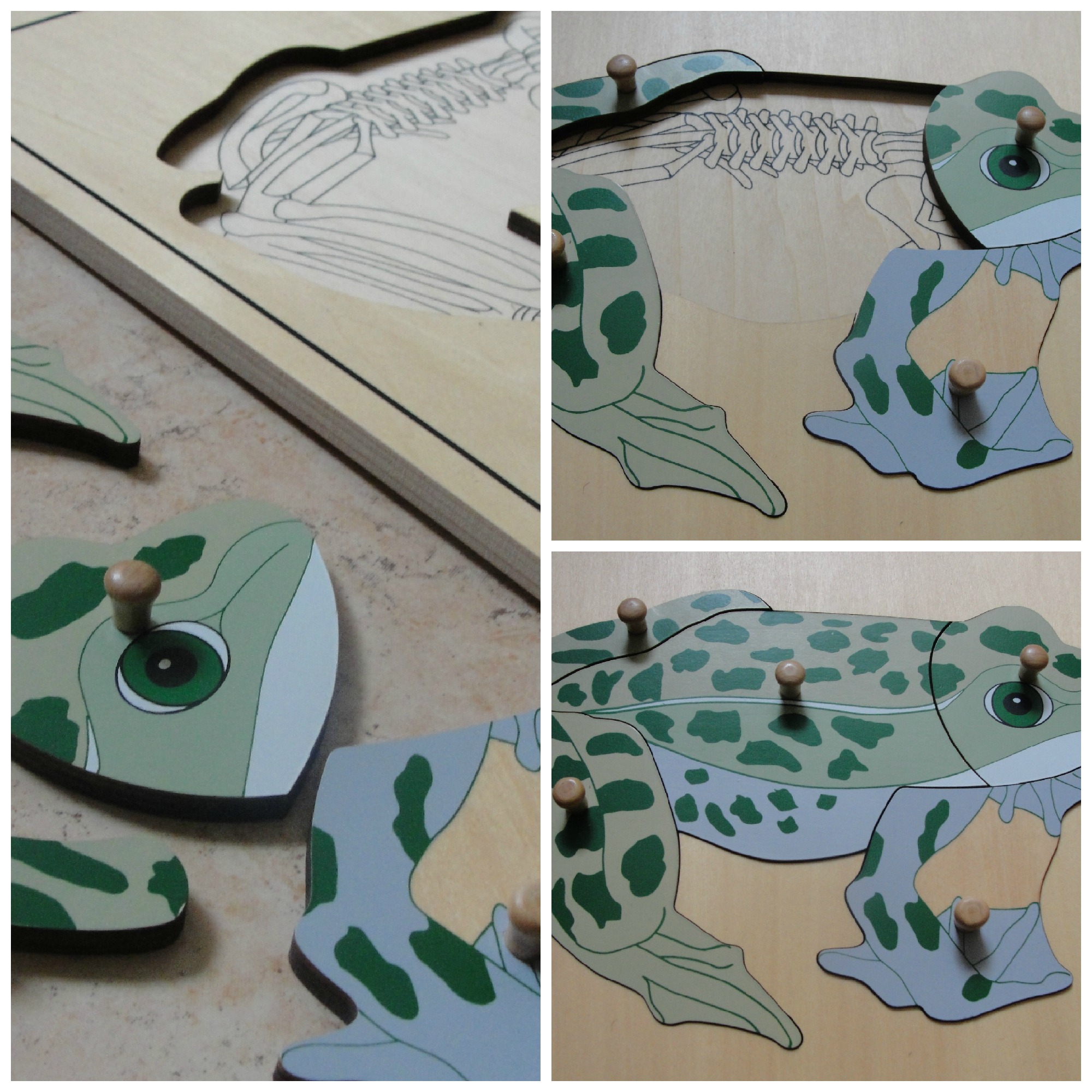 anatomia de la rana.jpg