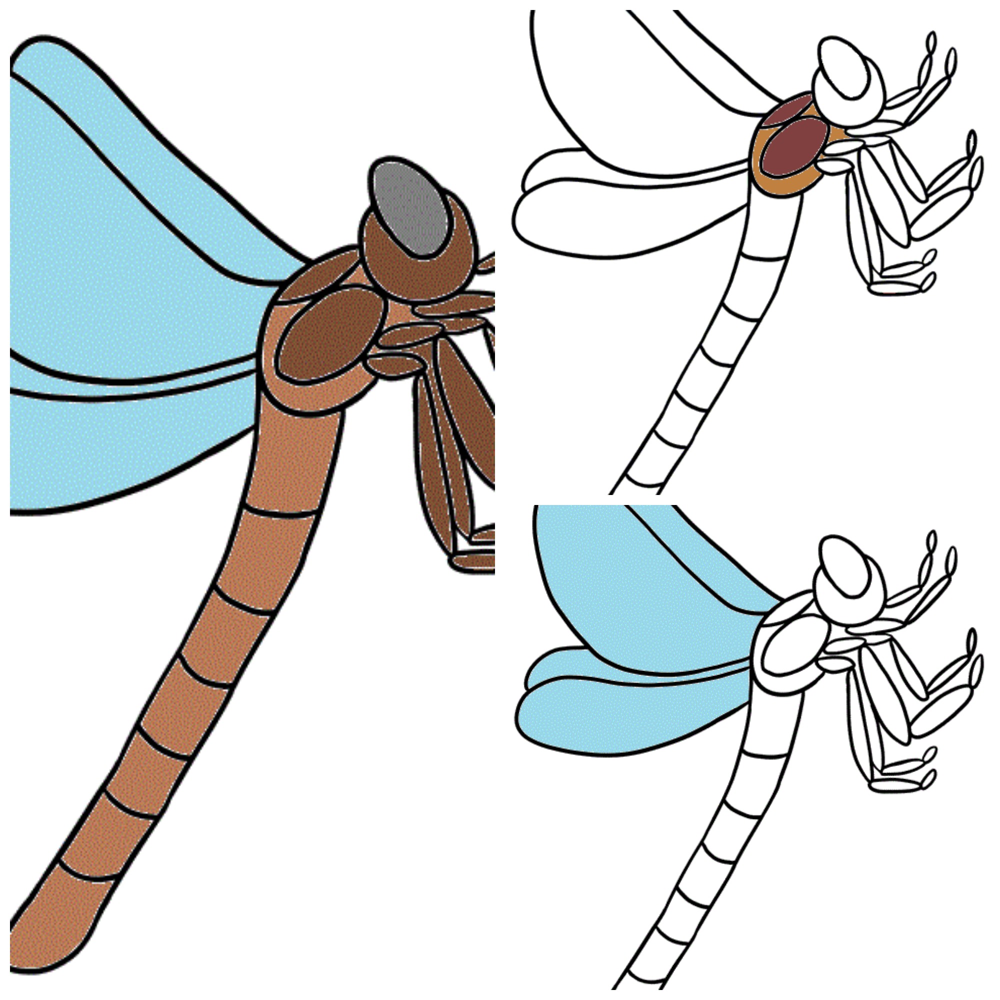 libelula collage.jpg