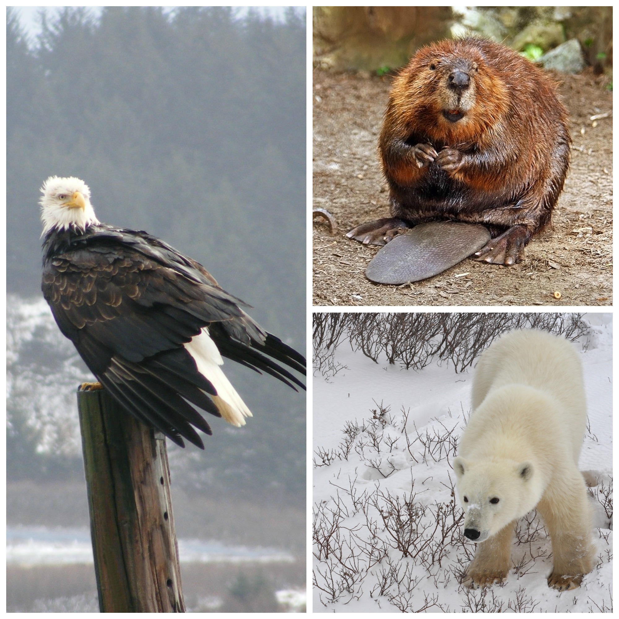 norte-y-centroamerica