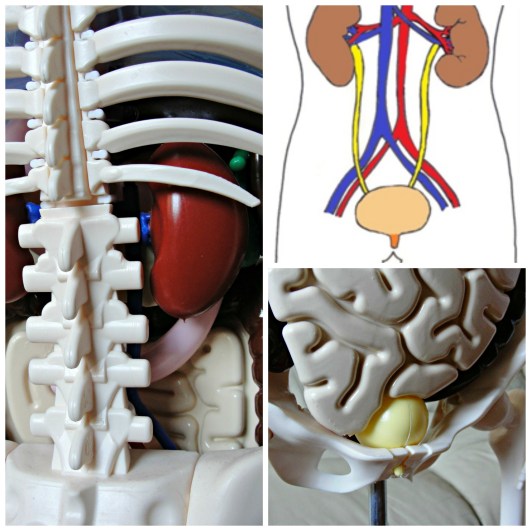 Aparato urinario.jpg